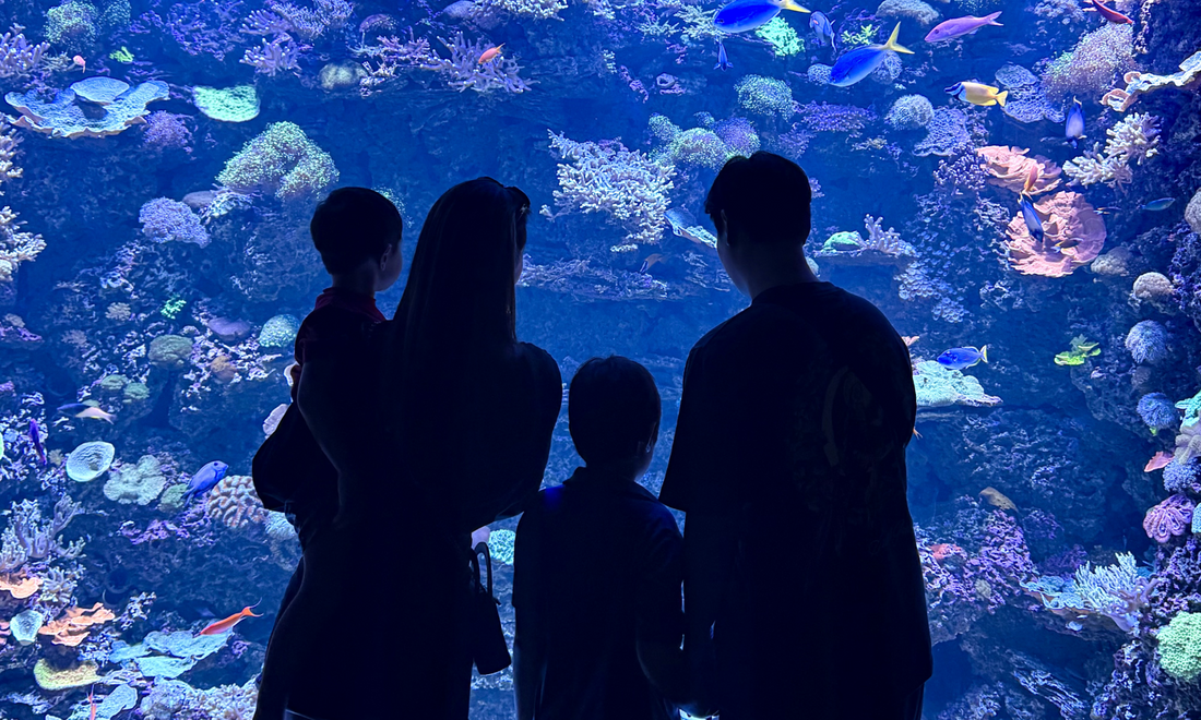 How Reef of Clowns Was Born: A Family's Dive into the Reef Hobby