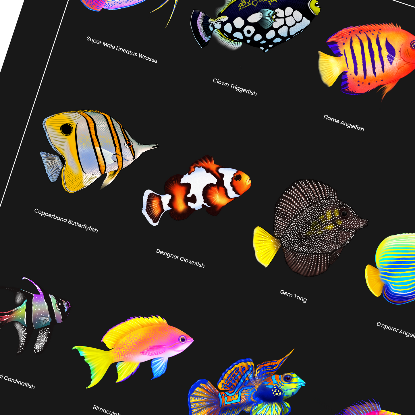 Saltwater Fish Poster | Reef Tank