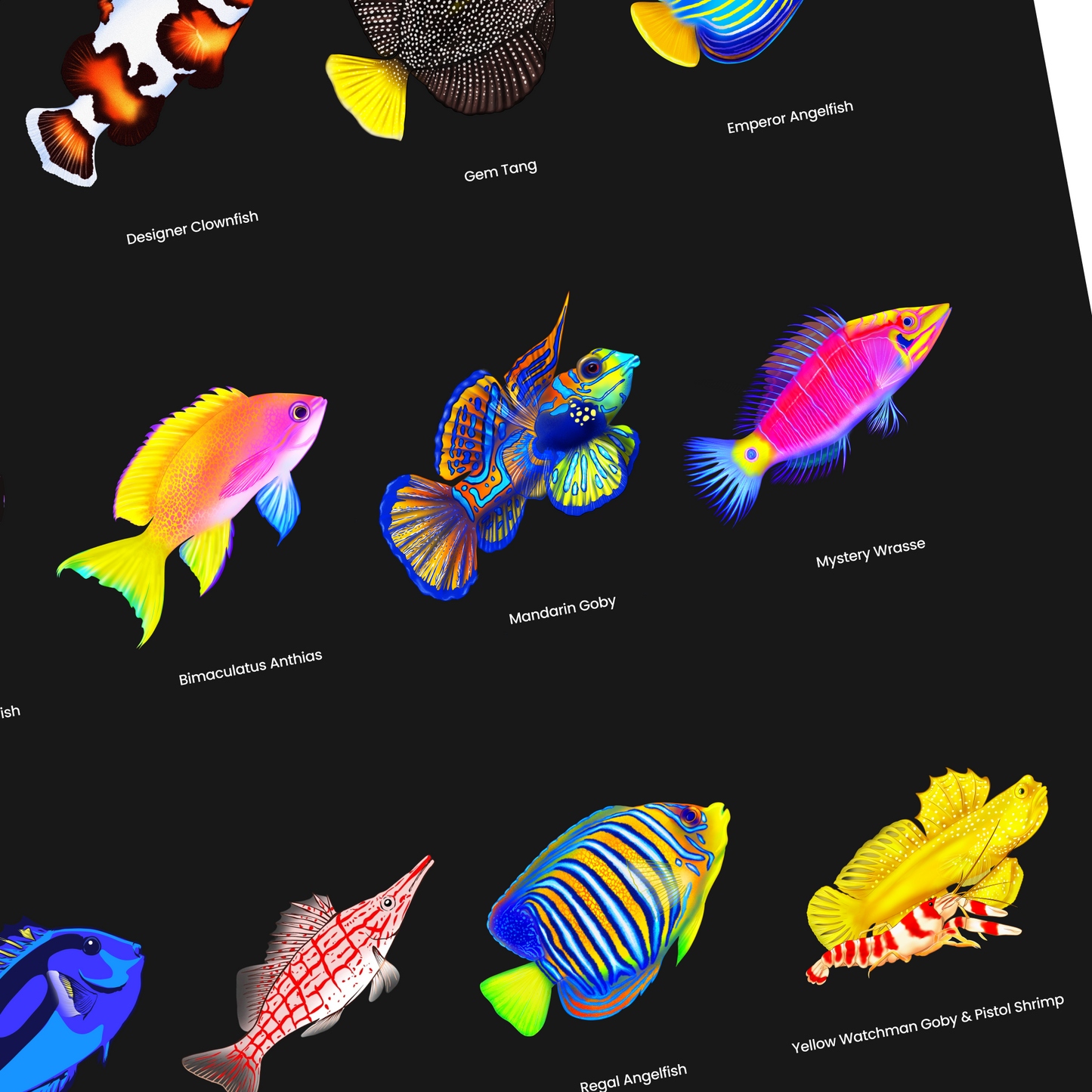 Saltwater Fish Poster | Reef Tank