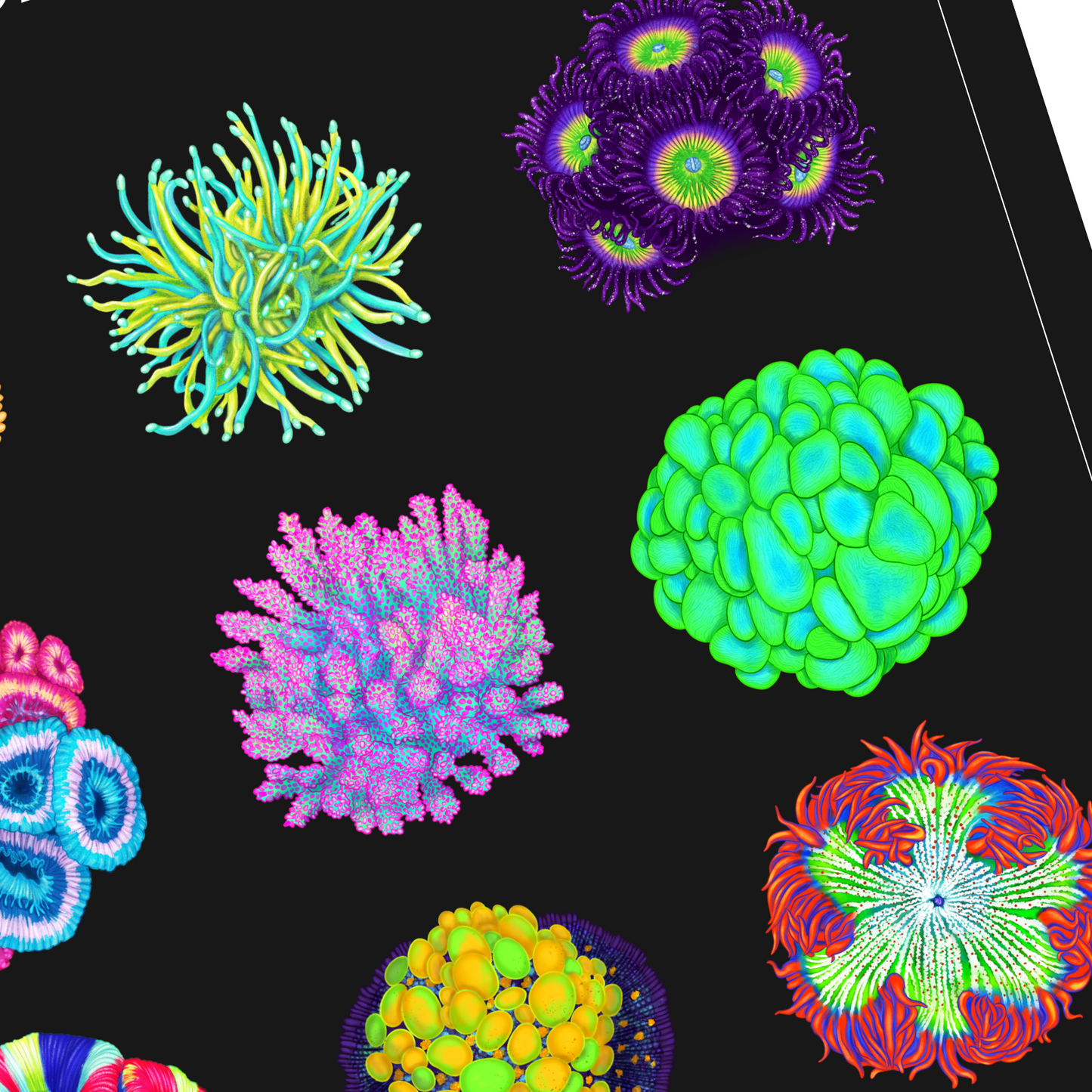 Horizontal Coral Fish Poster | Reef Tank