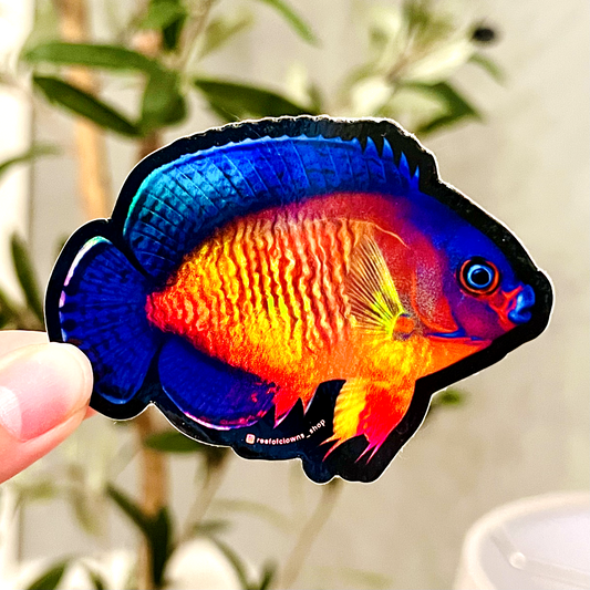 Coral Beauty Angelfish Sticker (Holographic) - Reef of Clowns LLC