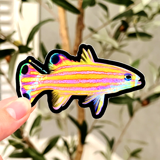 Candy Basslet Sticker (Holographic) - Reef of Clowns LLC