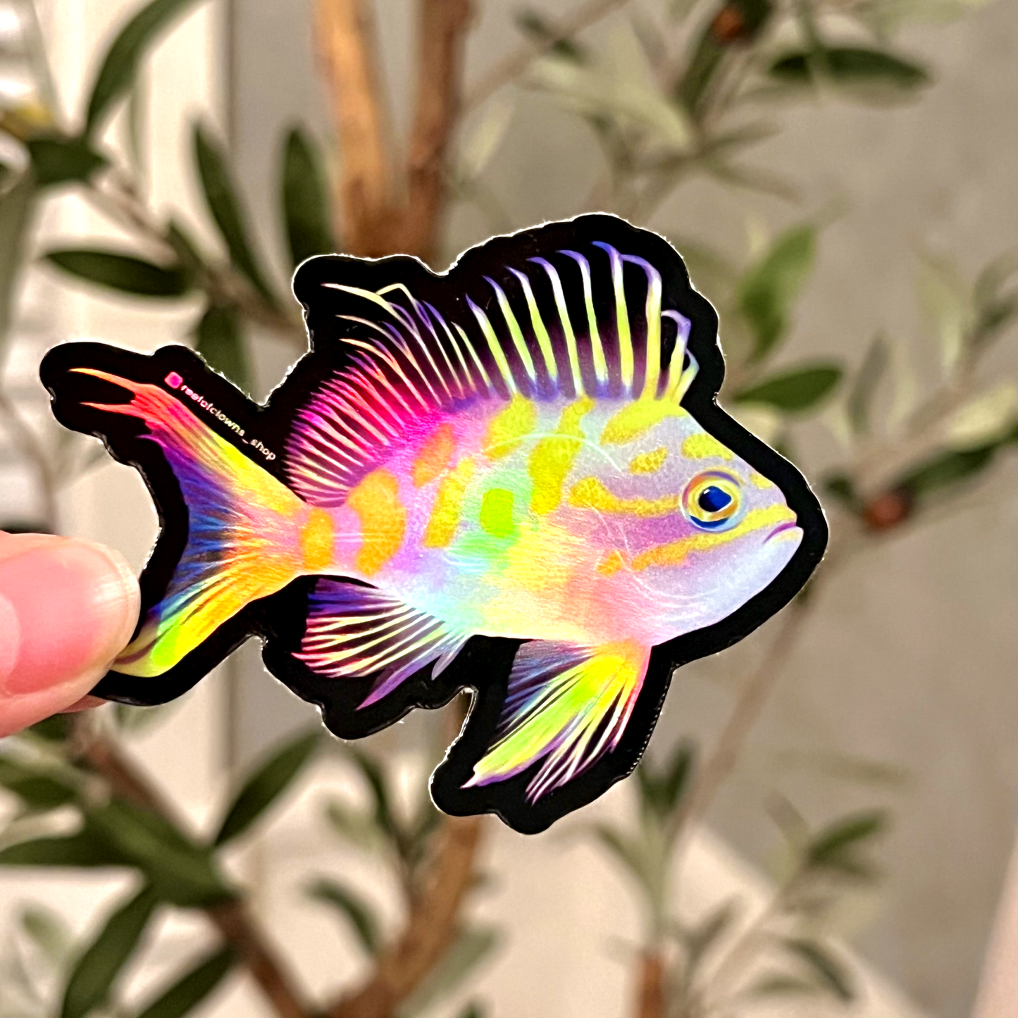 Borbonius Anthias a.k.a Blotchy Sticker (Holographic) - Reef of Clowns LLC