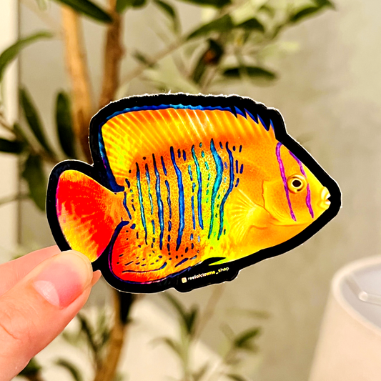 Clarion Angelfish Sticker (Holographic) - Reef of Clowns LLC