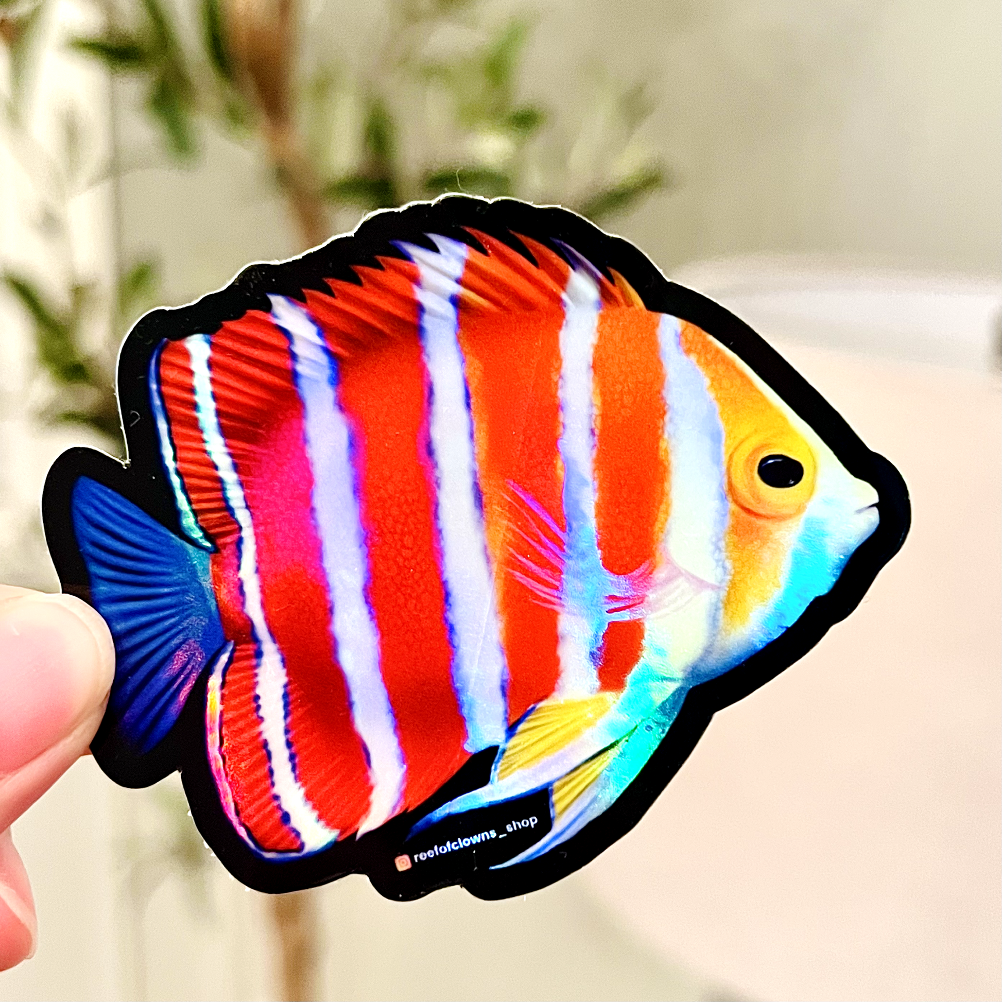 Peppermint Angelfish Sticker (Holographic) - Reef of Clowns LLC