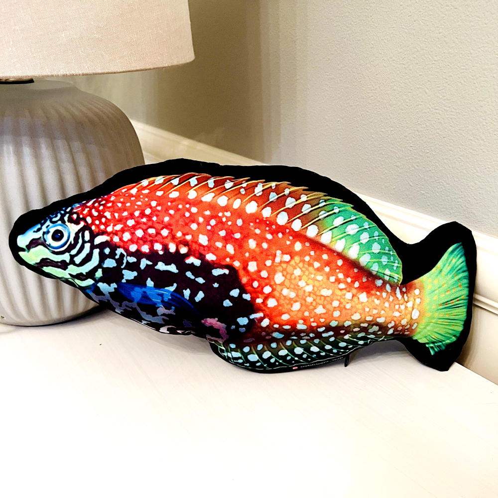 Blue Star Leopard Wrasse Pillow - Reef of Clowns LLC