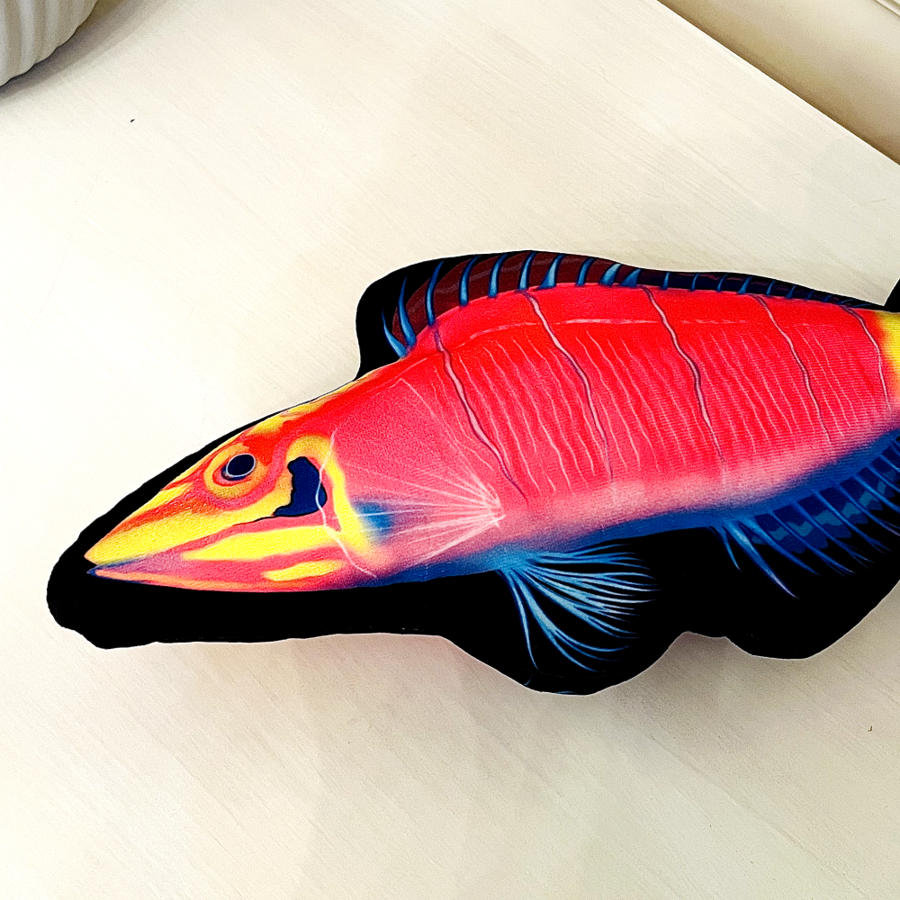 Mystery Wrasse Pillow - Reef of Clowns LLC