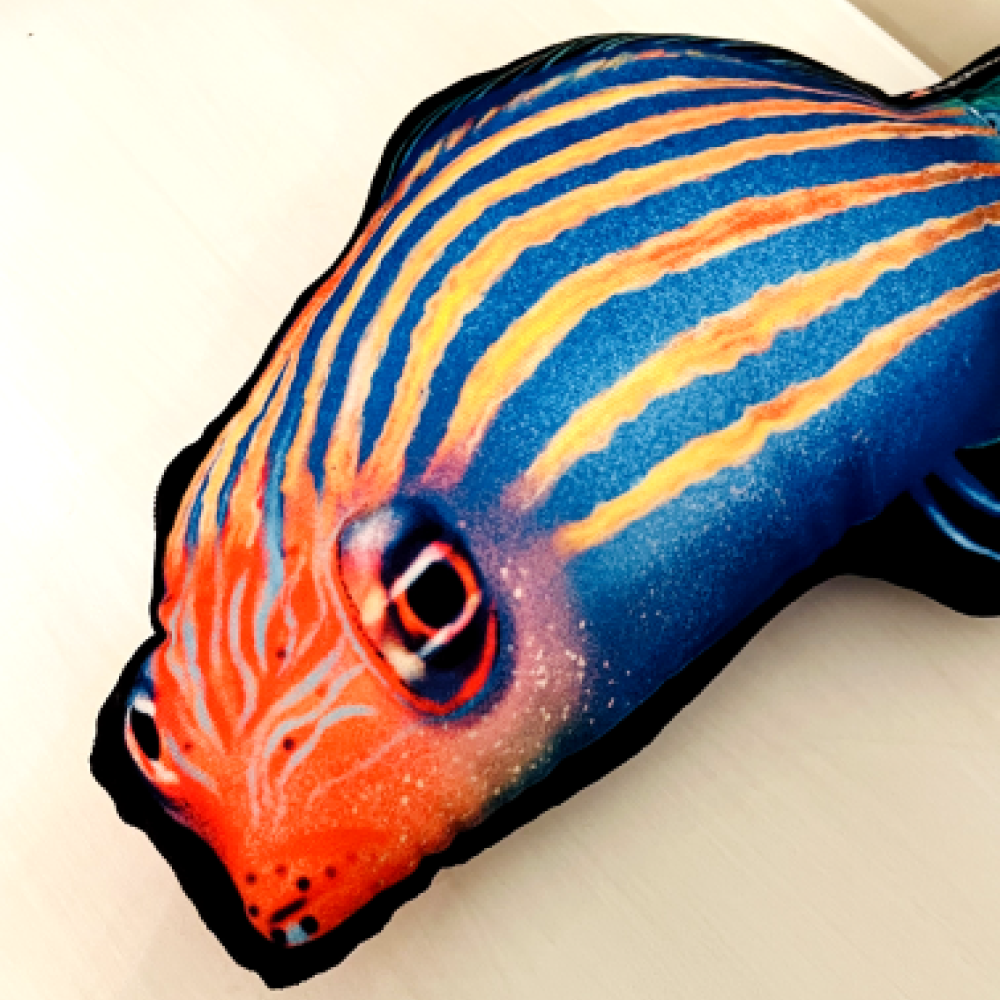 Sixline Wrasse Pillow - Reef of Clowns LLC