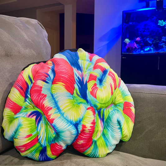 Trachyphyllia Coral Pillow - Reef of Clowns