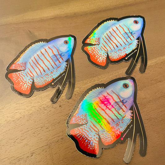 Blue Dwarf Gourami Sticker (Holographic) - Reef of Clowns LLC