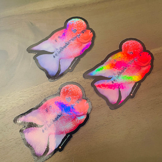 Red Dragon Flowerhorn Cichlid Sticker (Holographic) - Reef of Clowns LLC
