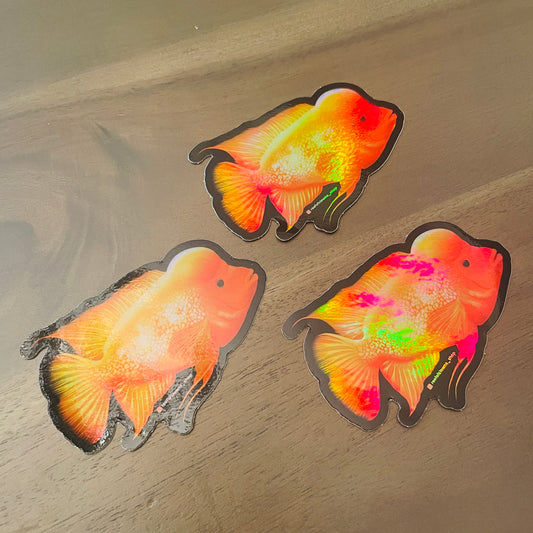 Midas Cichlid Sticker (Holographic) - Reef of Clowns LLC