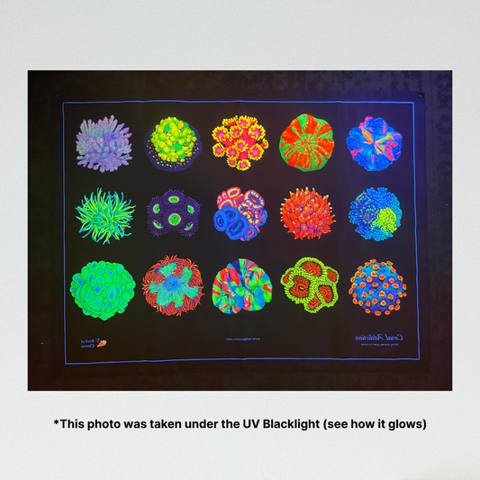 Coral Addiction UV Blacklight Tapestry - Reef of Clowns