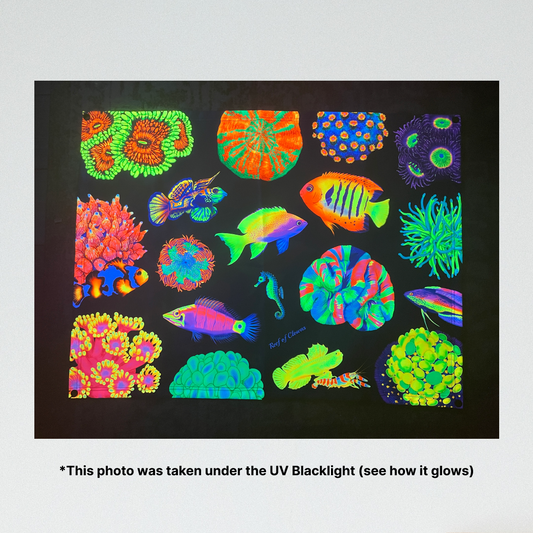 Coral and Fish Festival - Reef of Clowns