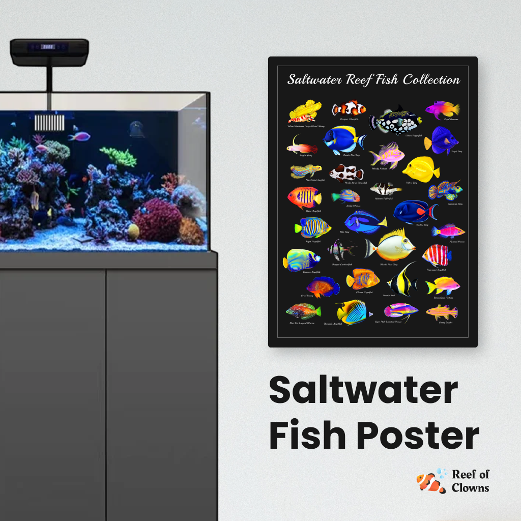 Saltwater Reef Fish Collection w/ Names - Reef of Clowns LLC