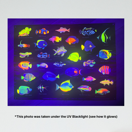 Reef Fish Collection UV Blacklight Tapestry