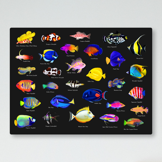 Reef Fish Collection UV Blacklight Tapestry