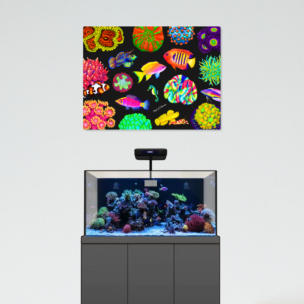 Coral and Fish Festival - Reef of Clowns