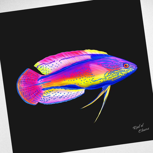 Super Male Lineatus Wrasse Canvas Wall Art