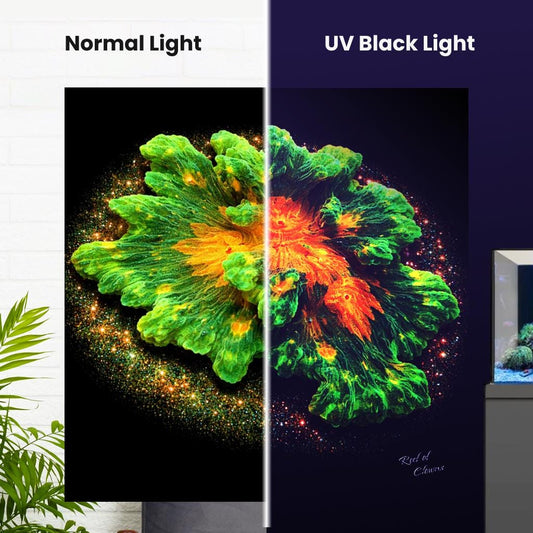 Space Invader Pectinia Coral