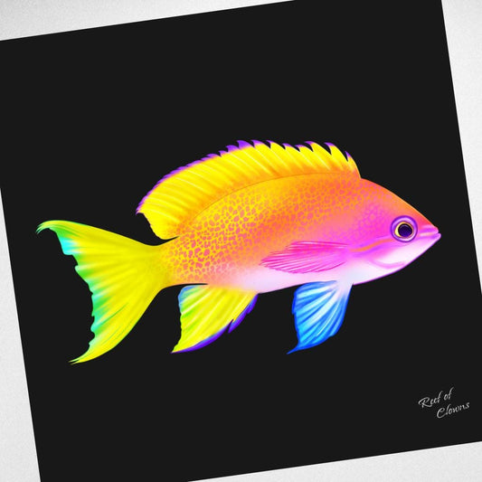Anthias Canvas Wall Art
