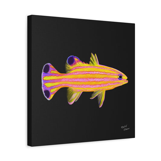 Candy Basslet Canvas Wall Art