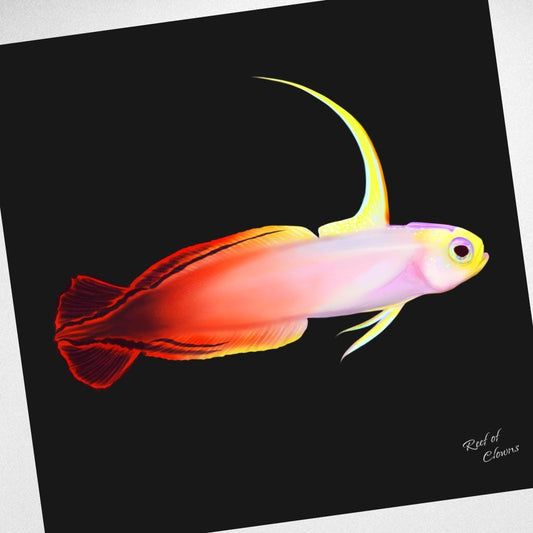 Firefish Canvas Wall Art