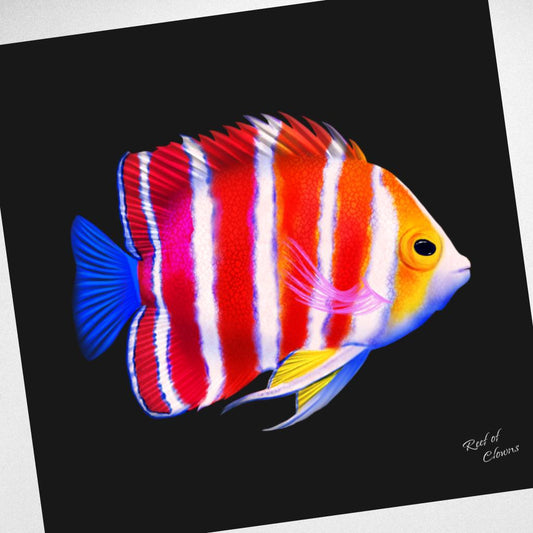 Peppermint Angelfish Canvas Wall Art