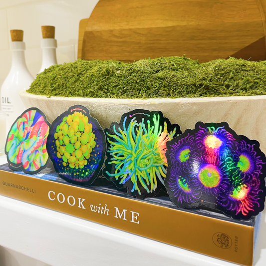 OG Bounce Mushroom Coral Sticker (Holographic) - Reef of Clowns