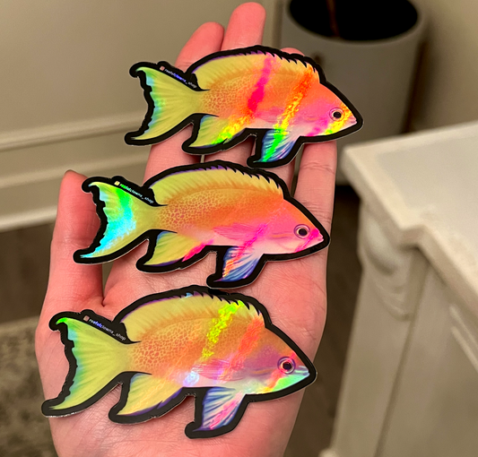 Bimaculatus Anthias (Holographic) - Reef of Clowns