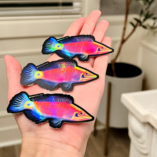 Mystery Wrasse (Holographic) - Reef of Clowns
