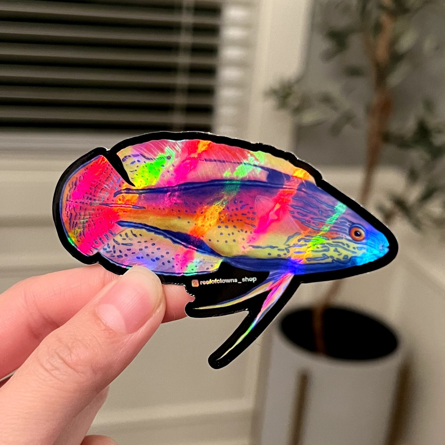 Super Male Lineatus Wrasse (Holographic) - Reef of Clowns