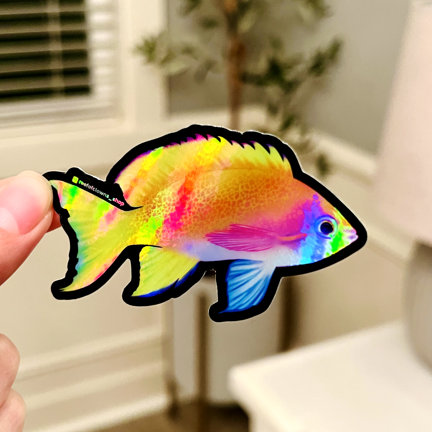 Bimaculatus Anthias (Holographic) - Reef of Clowns
