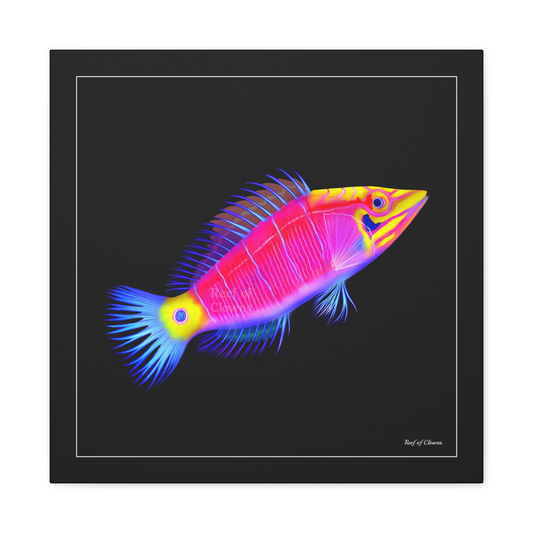 Mystery Wrasse - Reef of Clowns