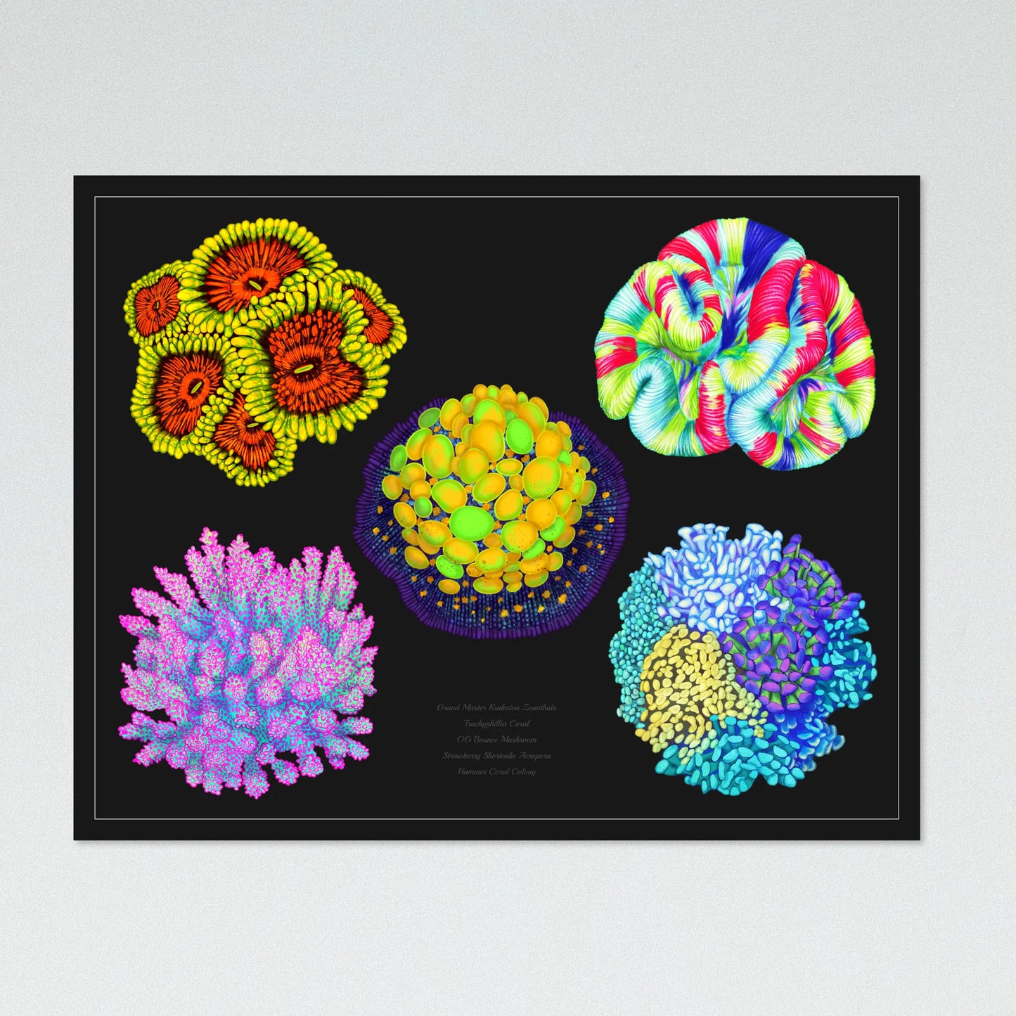 3 Posters Bundle with 15 Corals - Reef of Clowns