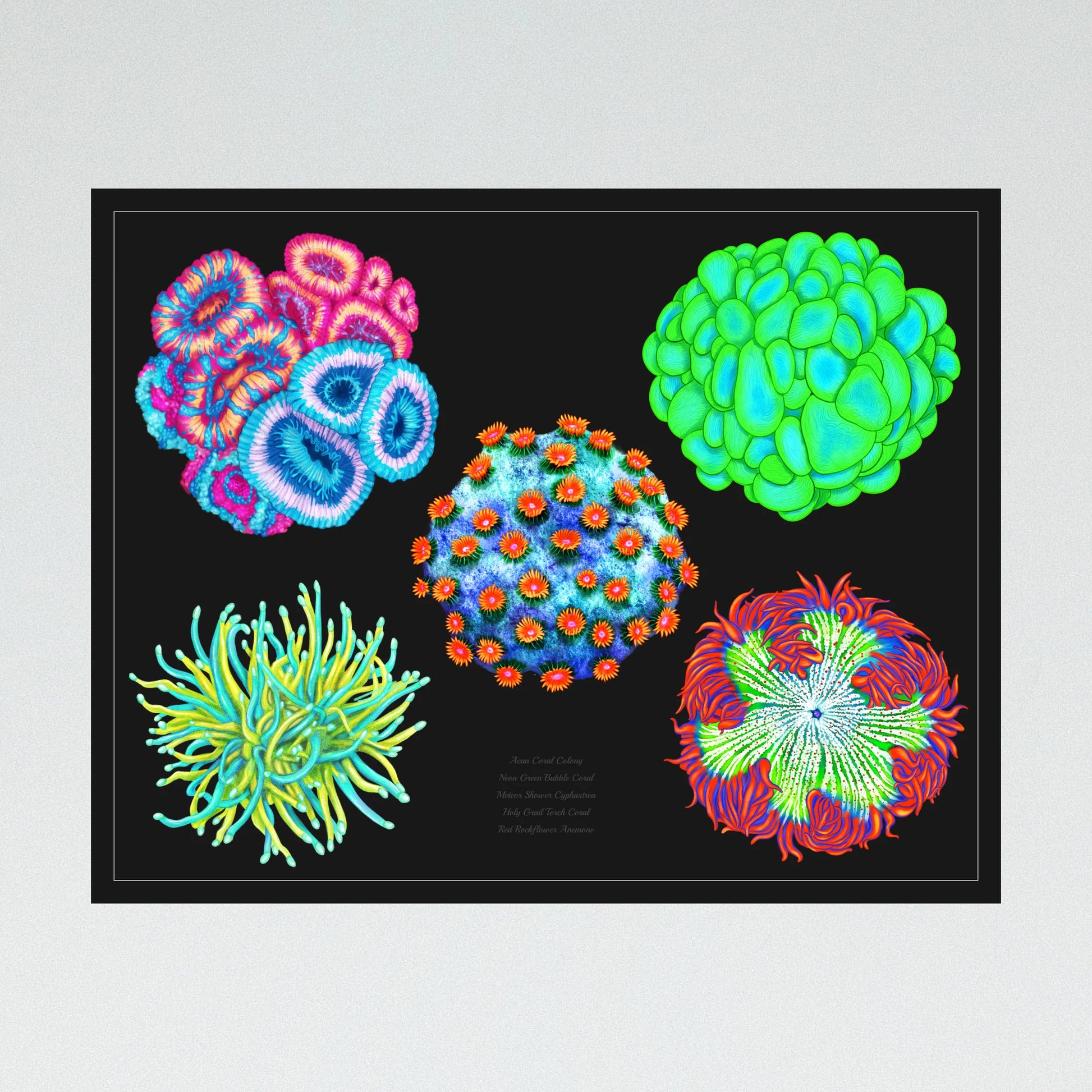 3 Posters Bundle with 15 Corals - Reef of Clowns