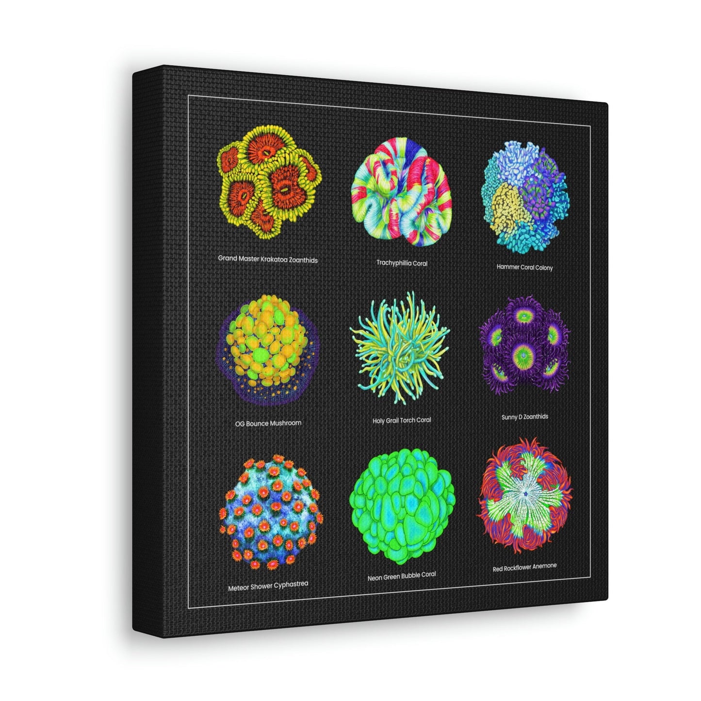 Coral Collection with Names v2 (Canvas Art) - Reef of Clowns
