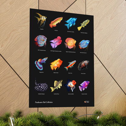 Freshwater Fish Collection Poster - Reef of Clowns LLC