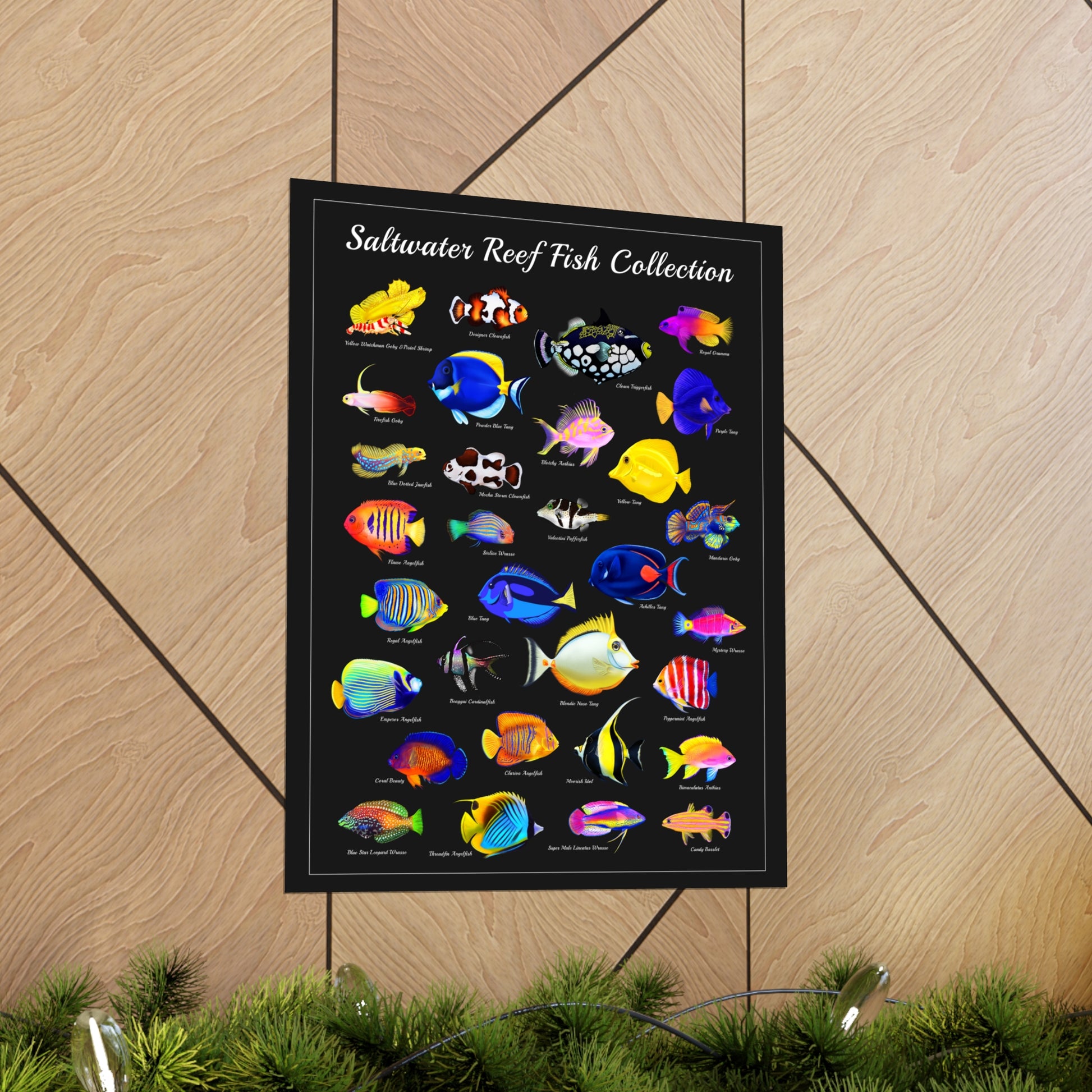 Saltwater Reef Fish Collection w/ Names - Reef of Clowns LLC