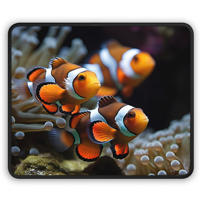 Group of Clownfish - Reef of Clowns LLC