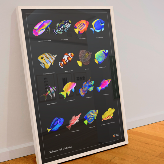 Saltwater Fish Poster | Reef Tank