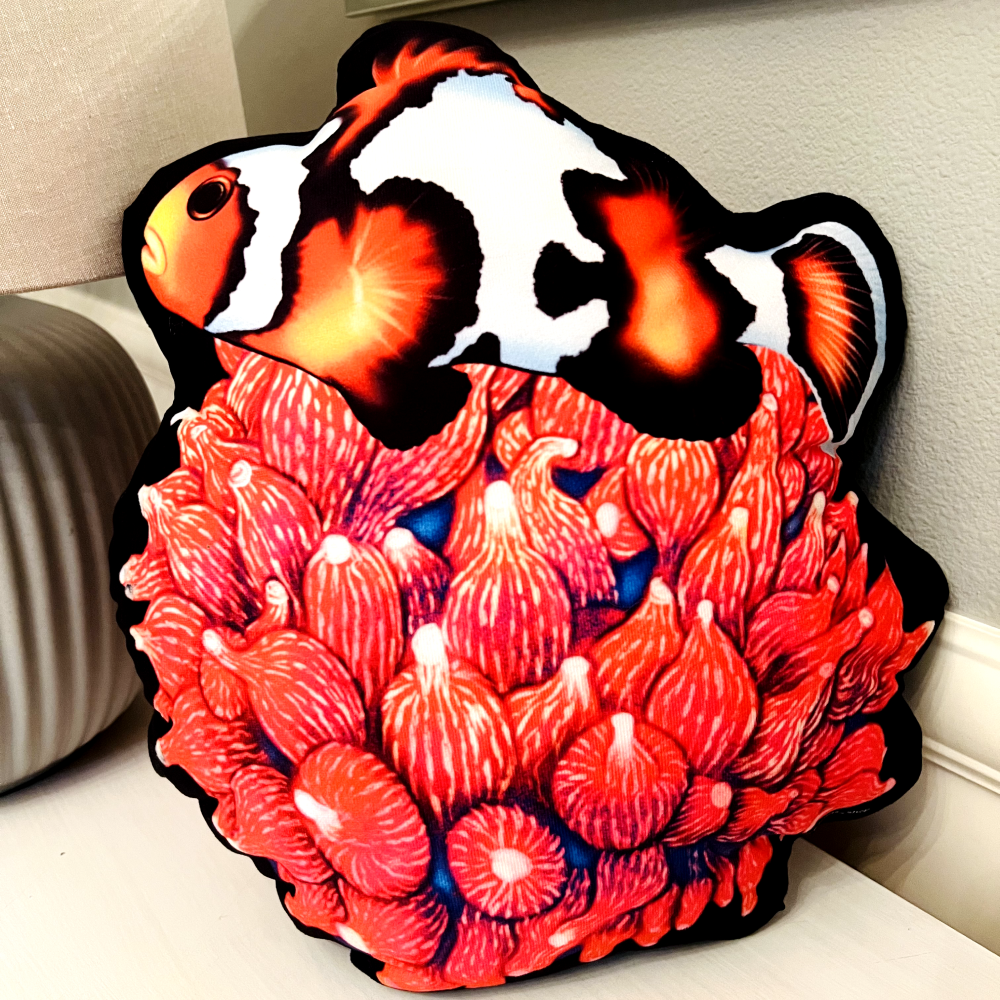 Clownfish Hosting on Anemone Pillow - Reef of Clowns LLC