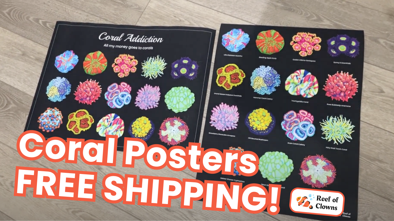 Load video: Video of our Coral Posters