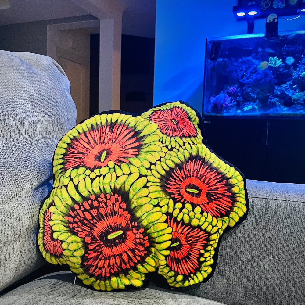Grand Master Krakatoa Zoanthid Pillow - Reef of Clowns