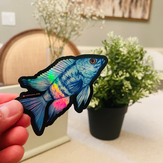 Blue African Cichlid Sticker (Holographic) - Reef of Clowns LLC