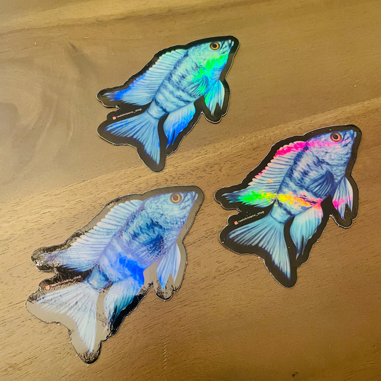Blue African Cichlid Sticker (Holographic) - Reef of Clowns LLC