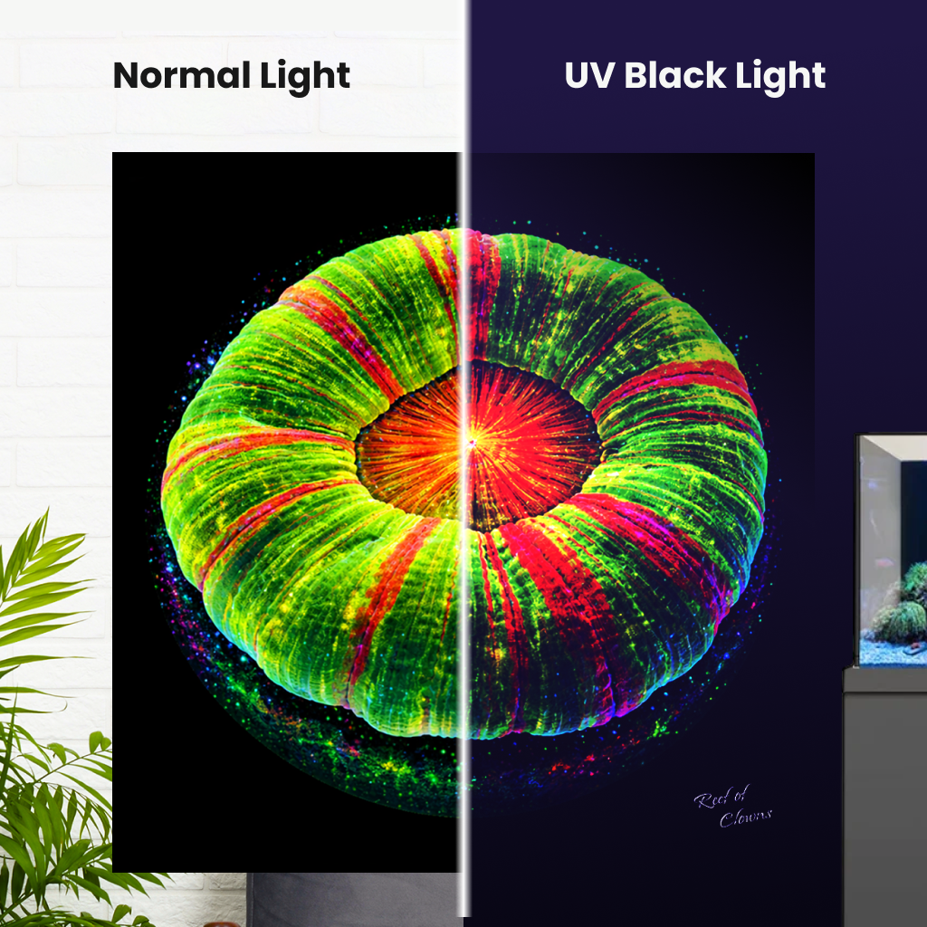 Bleeding Apple Scoly