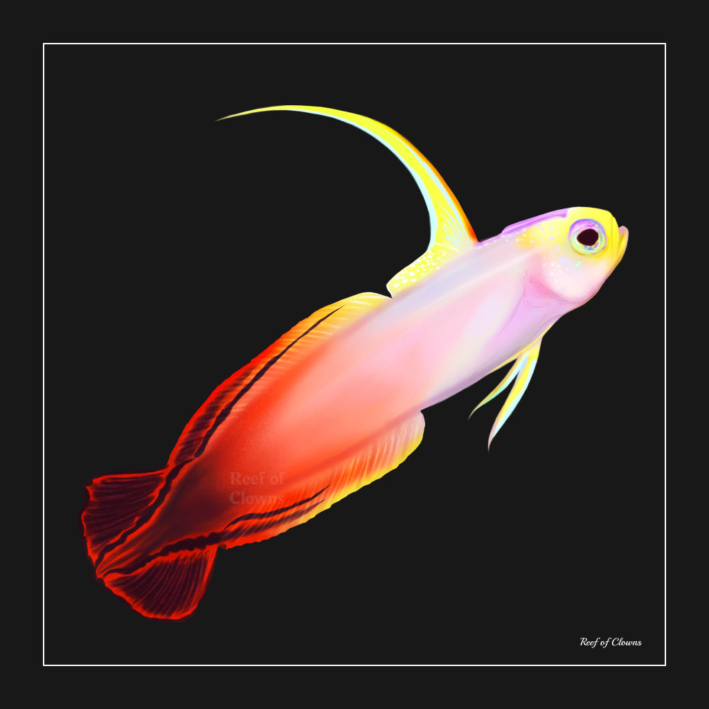 Firefish Goby - Reef of Clowns LLC