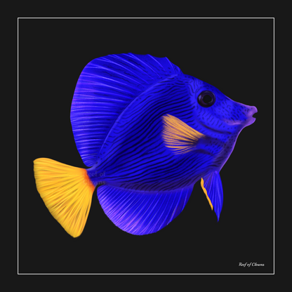 Purple Tang - Reef of Clowns LLC