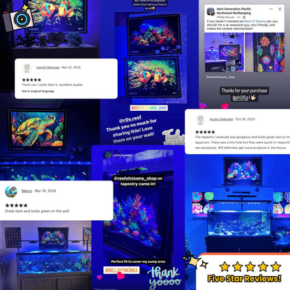 Two Trachyphilla Corals